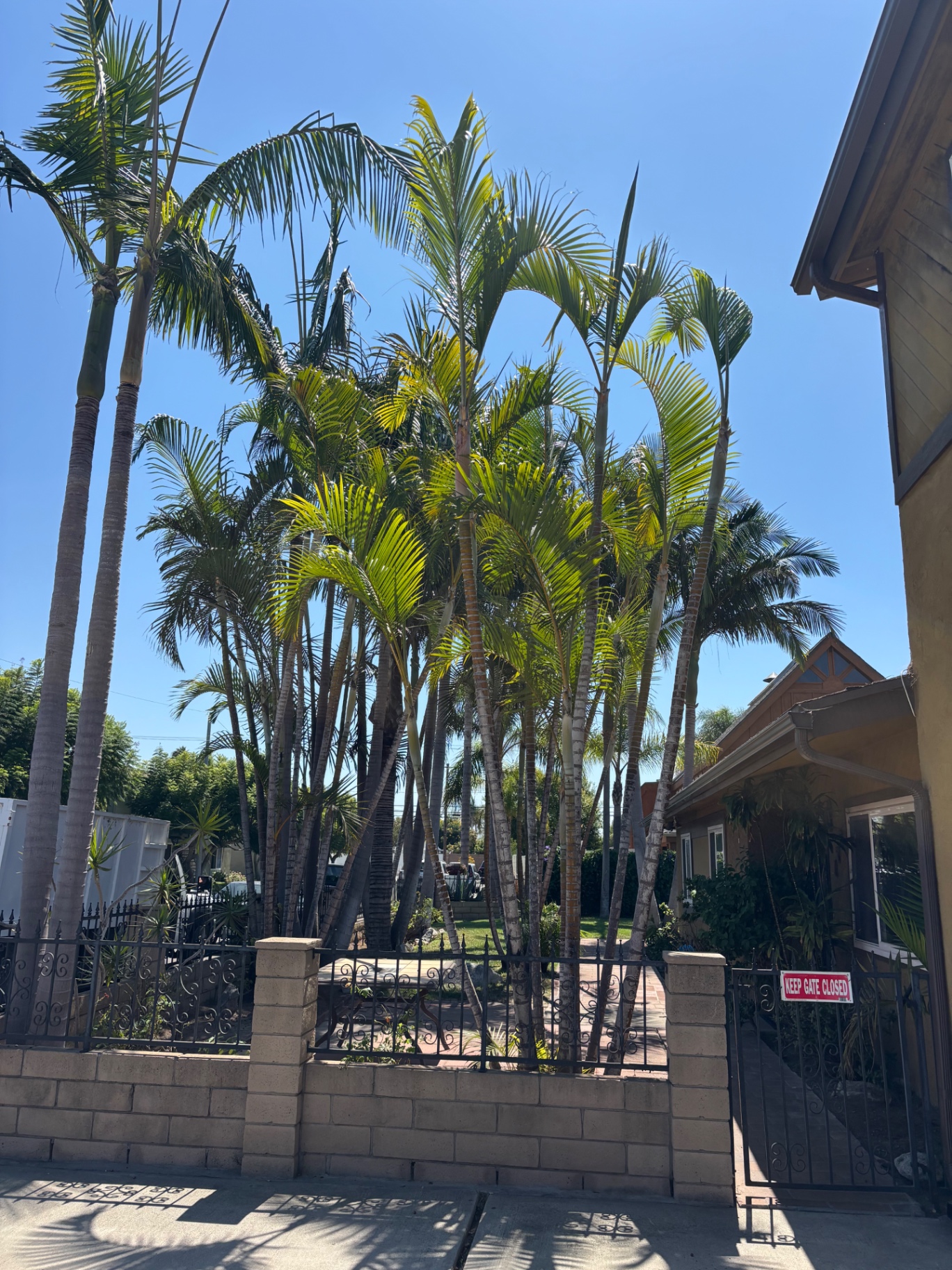 Tree Trimming — after