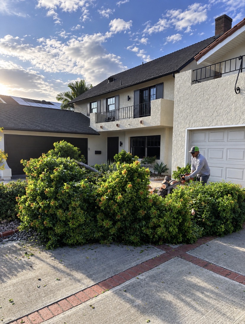 Chula Vista Landscaping crew member pruning a large hedge with a chainsaw